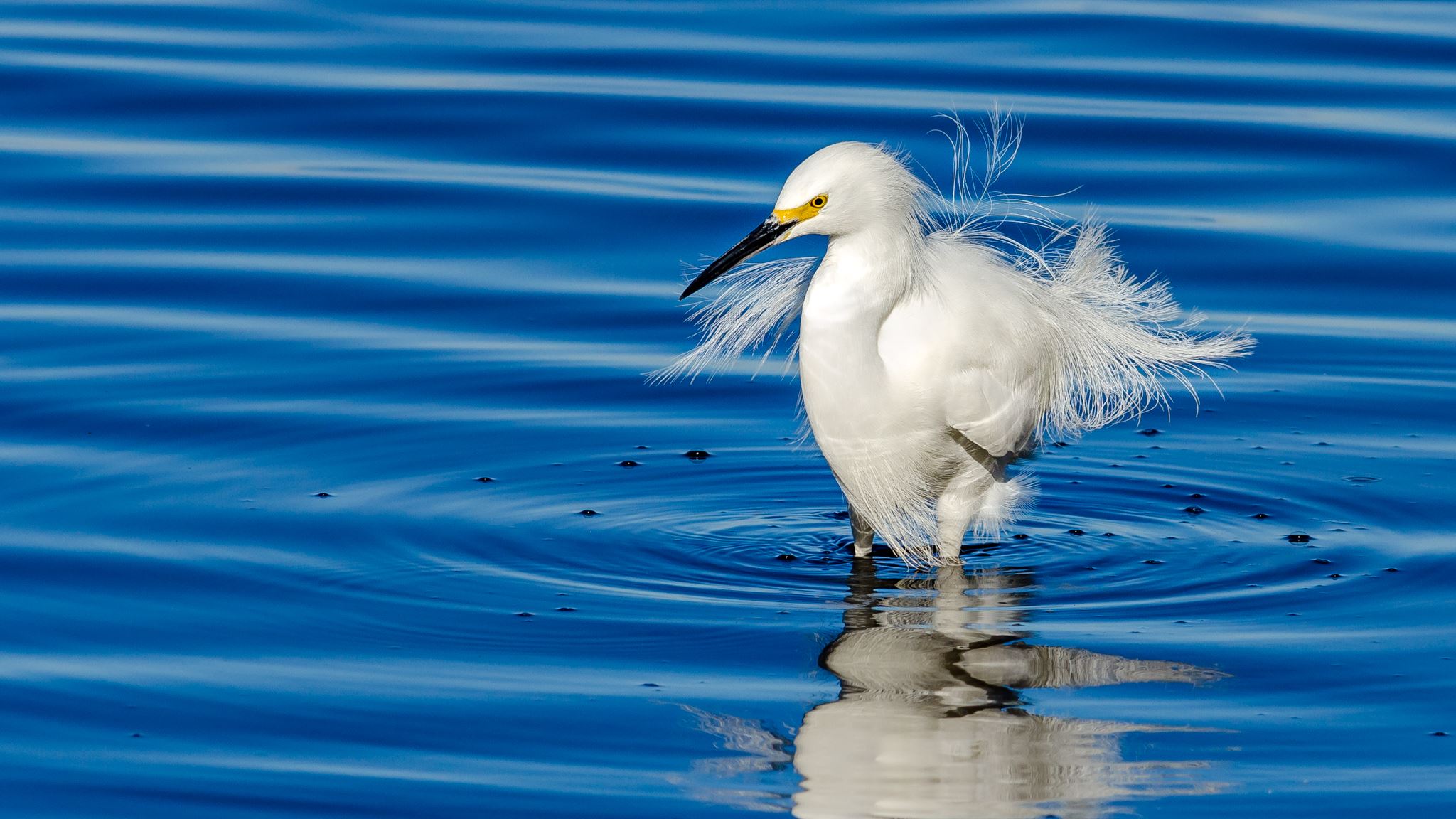 Eastern Shore Products, Unique / Gourmet Foods