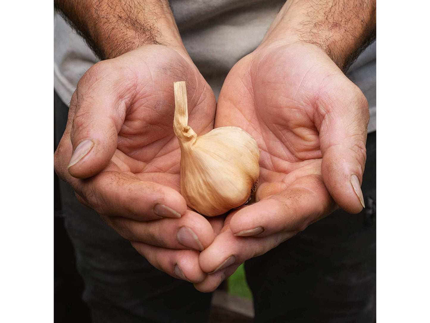 Black Garlic (Whole Bulb) - 1.5 pounds - Eastern Shore Products